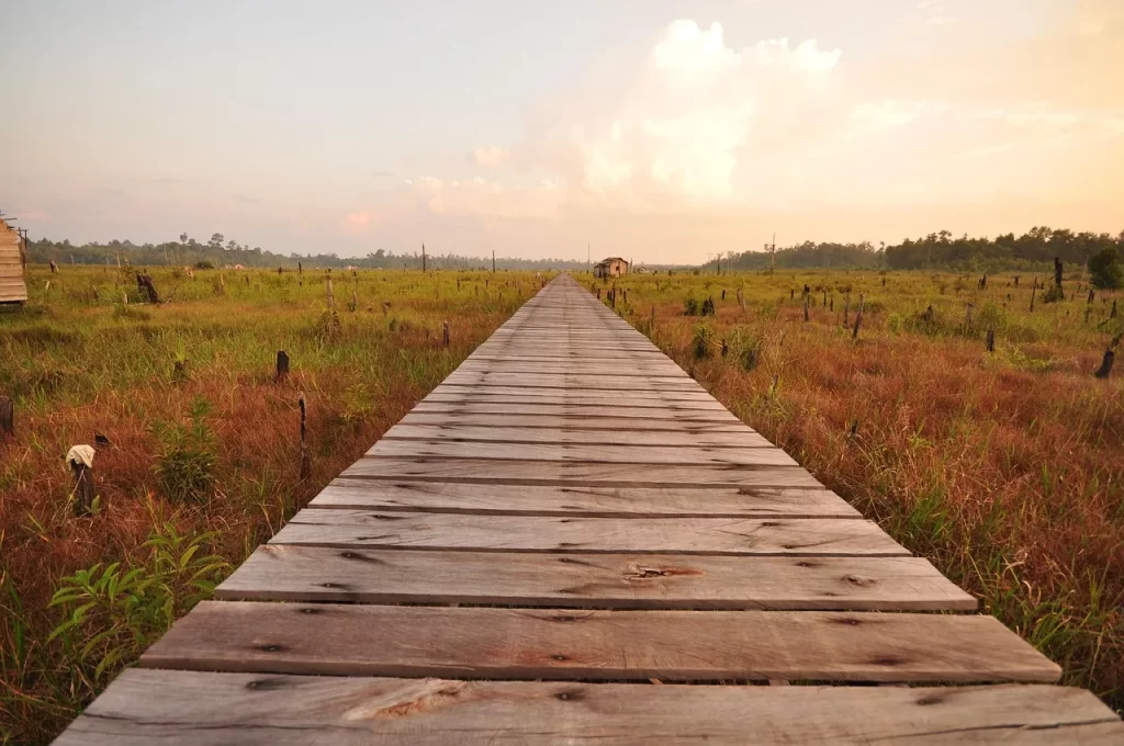 沼地上に道路を建設 インドネシア カリマンタン島
